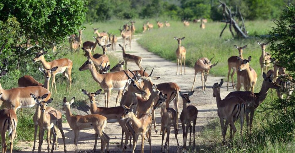 إقامة سفاري ومشاهدة الخمس الكبار من الحيوانات البرية في محمية كروجر الوطنية