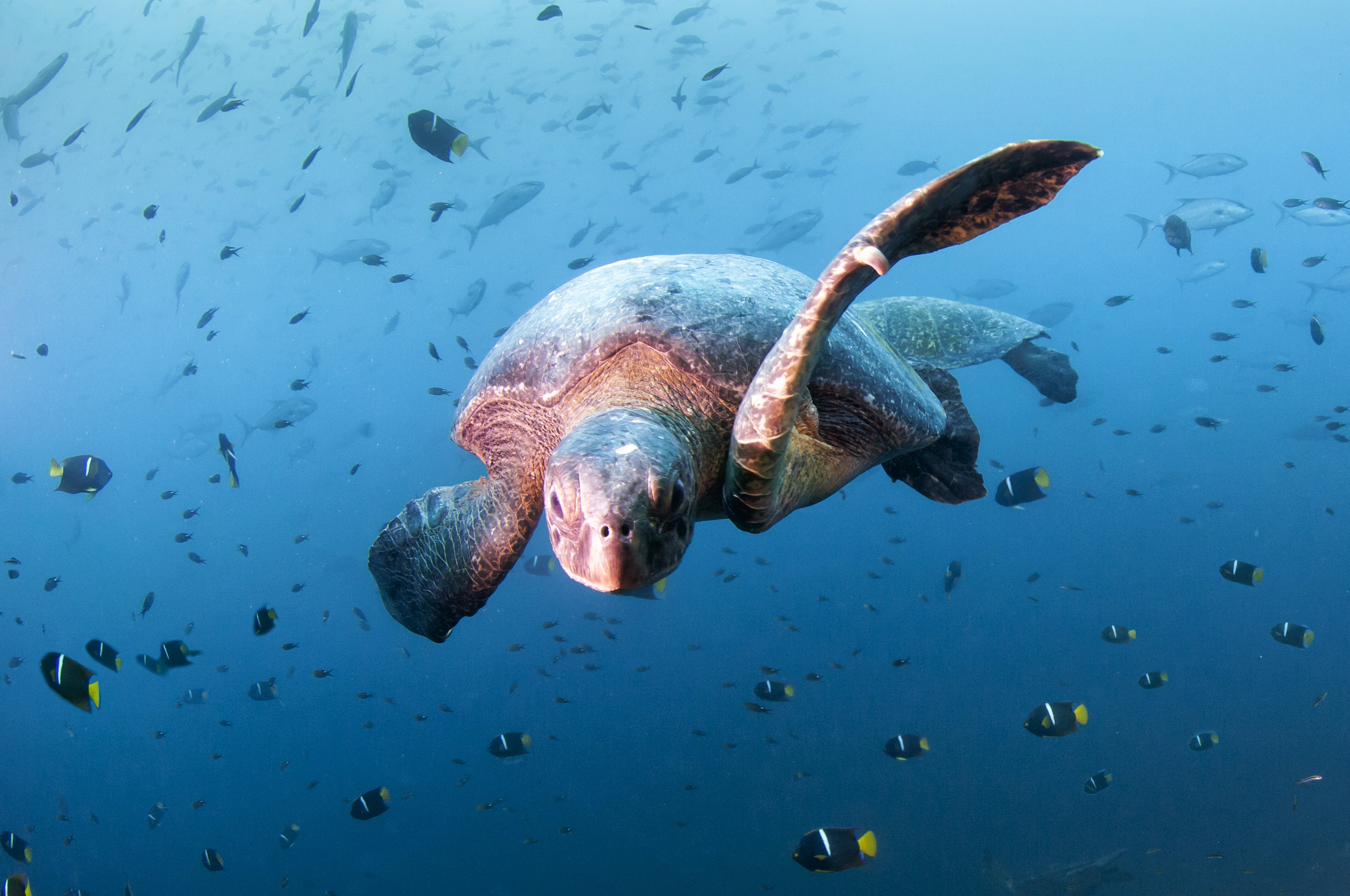 Novotel announces ocean protection partnership with WWF