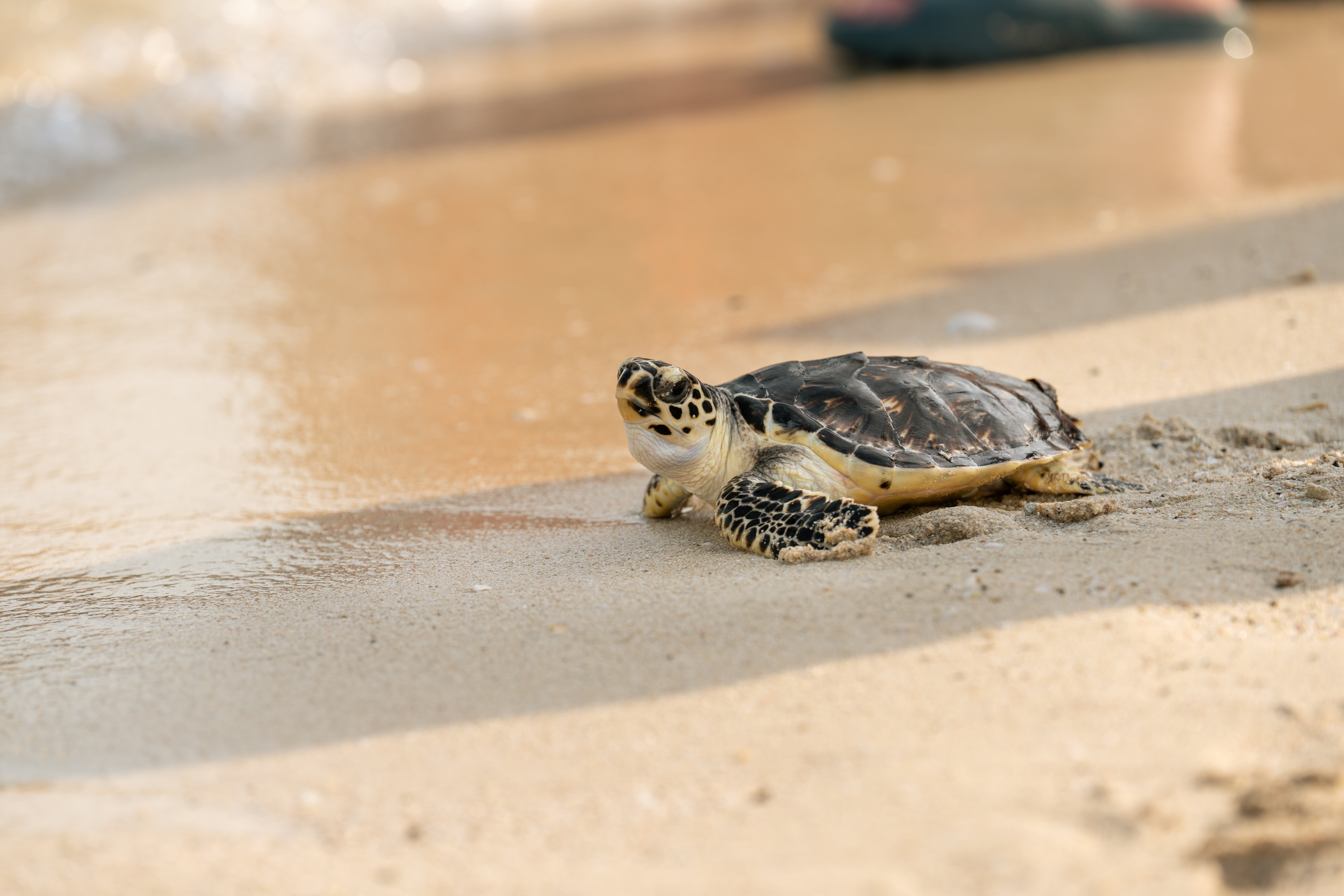 Jumeirah hotel group releases 63 rehabilitated turtles