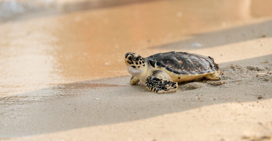 Jumeirah hotel group releases 63 rehabilitated turtles