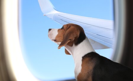 Pet charter service set to launch more flights from Dubai