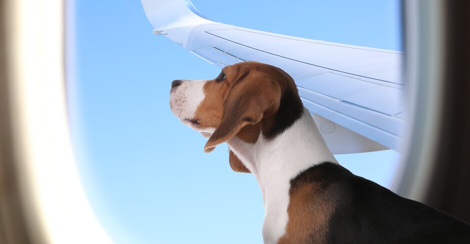 Pet charter service set to launch more flights from Dubai