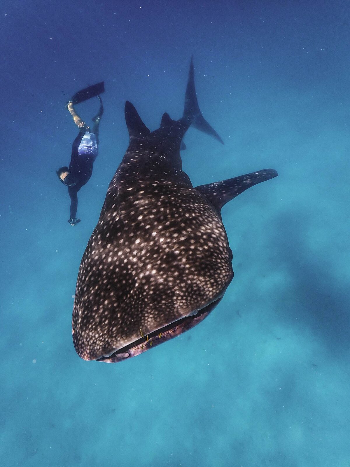 Jumeirah Thanda Island Tanzania, swimming with whale sharks