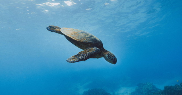 Expedition Cruise Network releases Galápagos selling guide