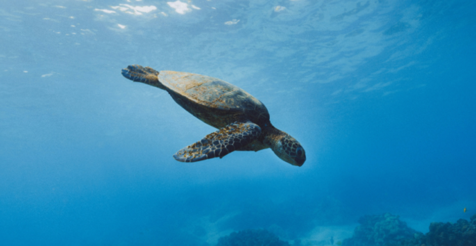 Expedition Cruise Network releases Galápagos selling guide