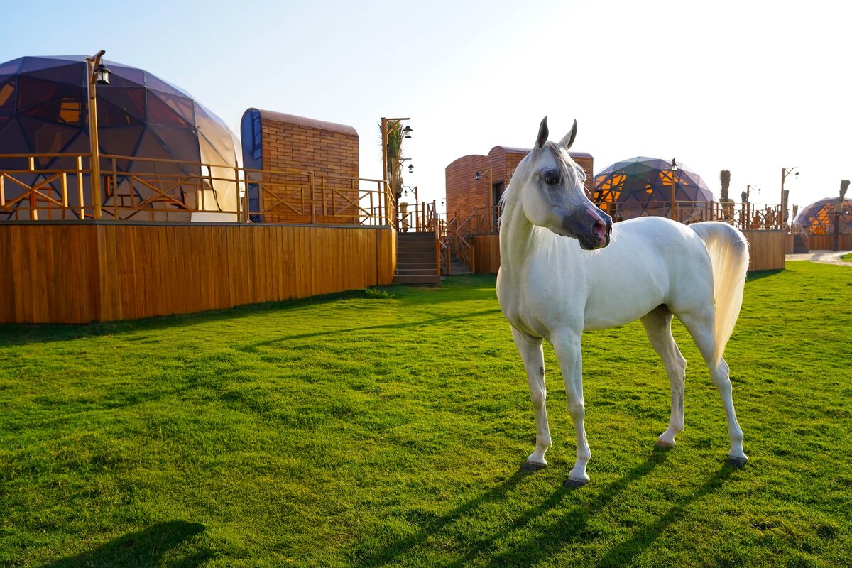 Al Marmoom Domes, horseback riding