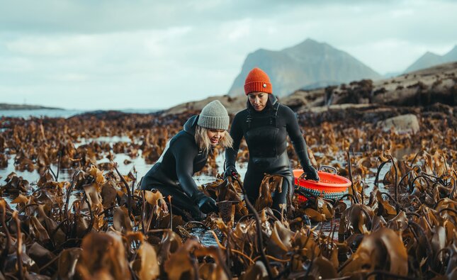 Hurtigruten launches culinary-themed cruise itinerary
