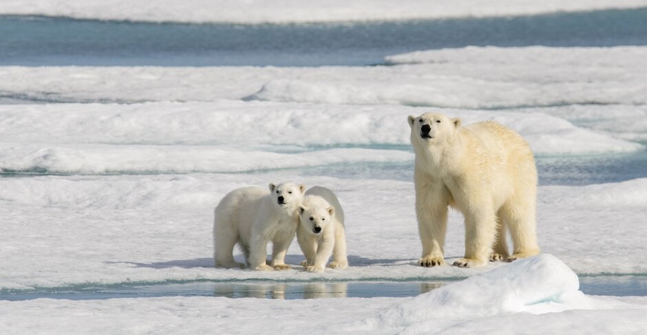 الرحلات الإستكشافية لشركة كوارك للرحلات البحرية: اكتشاف الدب القطبي في سبيتسبيرجين، النرويج