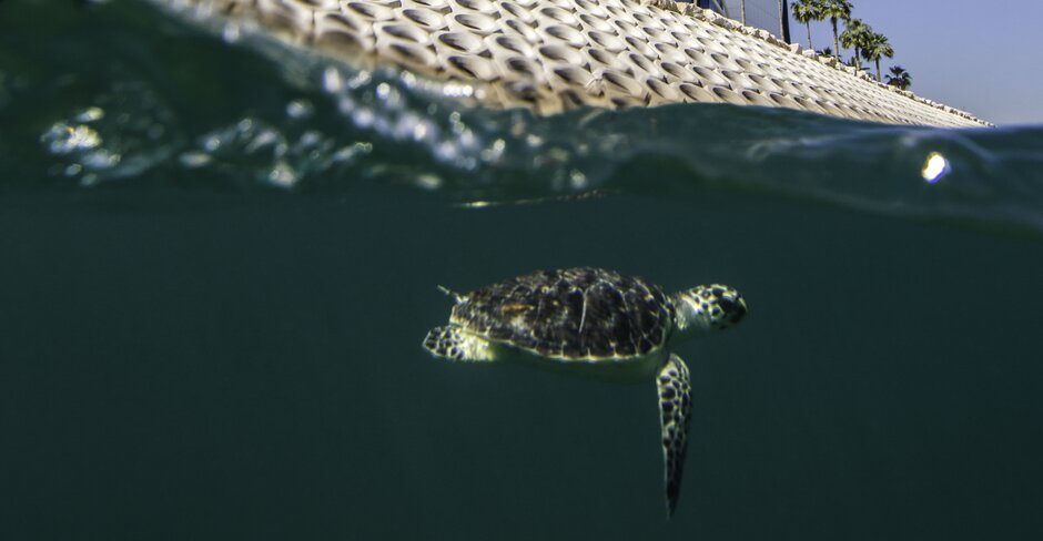 Jumeirah hotel attracts crowds with turtle rescue programme