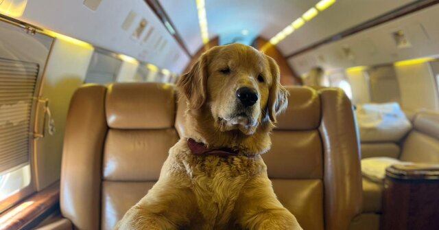 K9 JETS operates first Dubai-London flight for dogs
